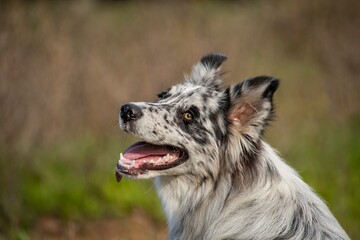 ritratto di border collie