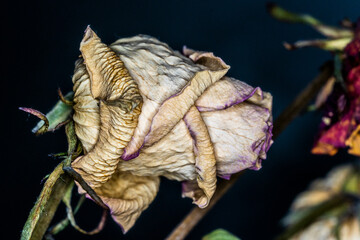 Dry rose decoration, floral mood, colorful flower