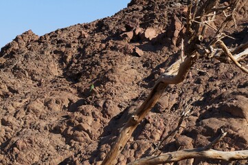Hiking in evening in Shehoret mountains, south Israel 
