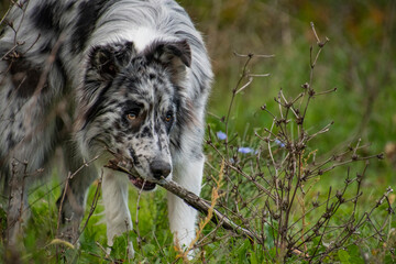 ritratto di border collie