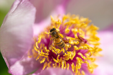 Bee closeup, polenization, womb life on flower