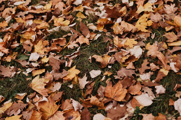 autumn leaves background