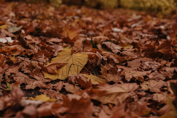 autumn leaves on the ground