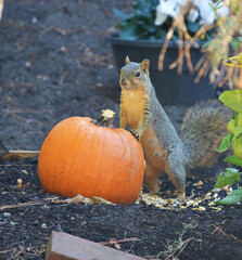 Squirrel eating a big pumpkin in the garden