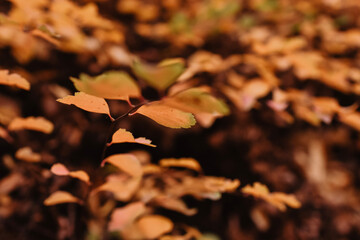 autumn leaves on the ground