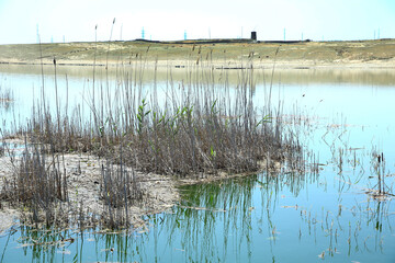 The blue mirror surface of the lake's water reflects the stems of the grass standing near the shore . water plant . water reed in the lake . Wild reed in a swamp .