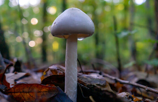 A close-up shot of a white Amanita virosa mushroom grown in the forest