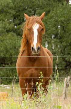 criollo horse with brown coat behind wire fence