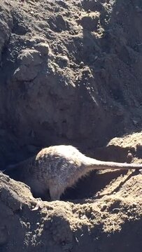 Meerkat digging hole in dirt.