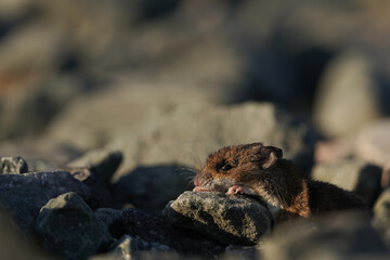 A dead mouse on a stone