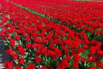 Champs de tulipes