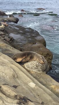 Seal Sea Lion pup sleeping on rock La Jolla San Diego