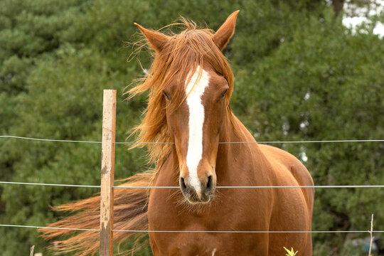 criollo horse with brown coat behind wire fence
