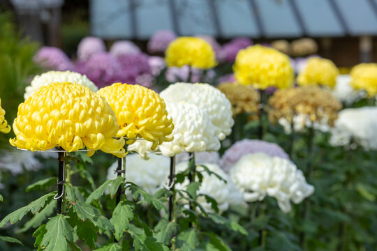 colorful chrysanthemum flowers in japanese garden