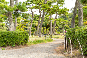 Fototapeta na wymiar empty pathway surrounded by pine trees in autumn japanese garden