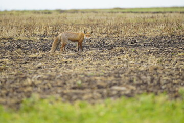 Wild red fox in the meadow