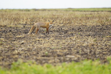 Wild red fox in the meadow