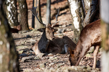 Sarna leżąca pod drzewem. © Anna Korpak