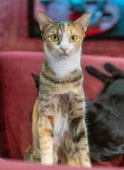 Black and Tabby Cat being cute on red chair