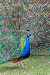 Paw z rozpostartym pięknym ogonem. Pawie pióra. © Anna Korpak