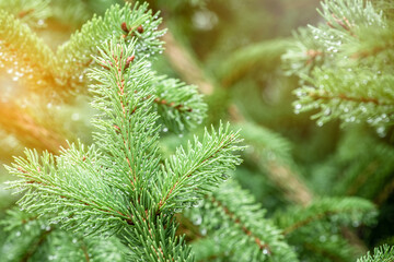 Close up of green pine branches with raindrops. Selective focus.