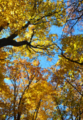 Colorful autumn trees in a park