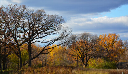 Fototapeta premium Autumn landscape in a park