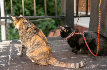 Two cats wait to be taken for walk while wearing their leashes