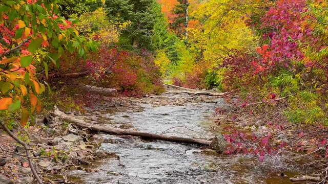 Running water at South Fork Ogden river in Utah surrounded with fall foliage