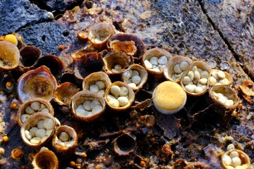 Amazing little mushrooms, like cup with pebbles - Crucibulum laeve, bird's nest fungi. It is arboreal mushroom.