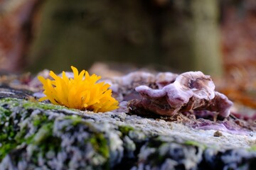 Colorful tree mushrooms on cut trunk in forest in autumn - Calocera cornea, Chondrostereum purpureum