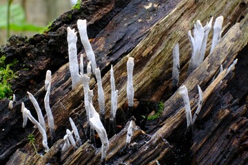 Unusual little mushroom looks like  branches - Xylaria hypoxylon