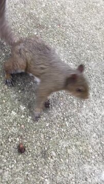 Curious squirrel encounter on boardwalk in Florida