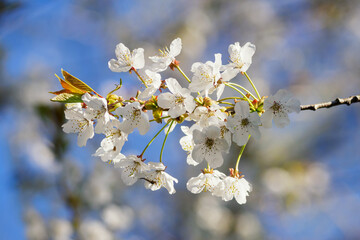 White cherry blossoms on a twig.