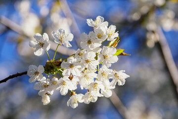 Obraz premium White cherry blossoms on a twig.