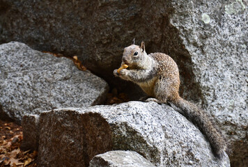 Squirrel eating nuts in the park