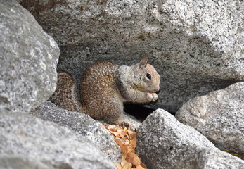 Squirrel eating nuts in the park