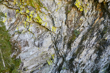 Mit gelben Flechten bewachsener Fels in den österreichischen Alpen.