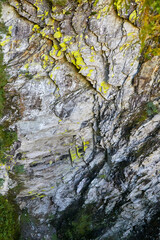 Mit gelben Flechten bewachsener Fels in den österreichischen Alpen.