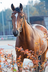 portrait of sportive warmblood horse