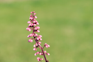 Close up of a Jill of the rocks (heuchera maxima) flower in bloom