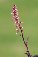 Close up of a Jill of the rocks (heuchera maxima) flower in bloom