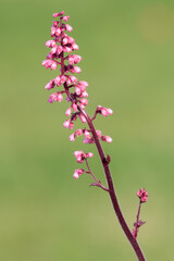 Close up of a Jill of the rocks (heuchera maxima) flower in bloom