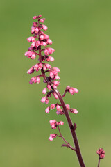Close up of a Jill of the rocks (heuchera maxima) flower in bloom
