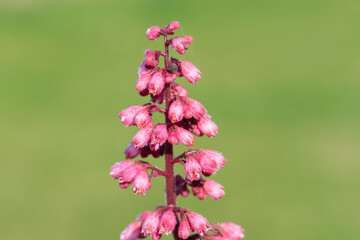 Close up of a Jill of the rocks (heuchera maxima) flower in bloom