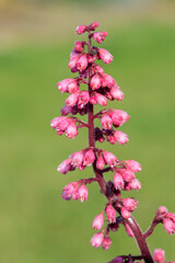 Close up of a Jill of the rocks (heuchera maxima) flower in bloom