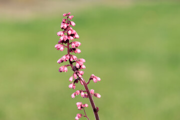 Close up of a Jill of the rocks (heuchera maxima) flower in bloom