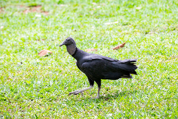 naked-headed black vulture (Coragyps atratus), on the ground, walking on the grass, sideways, in selective focus