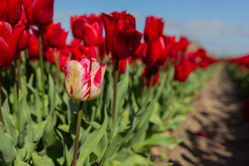 Champs de tulipes