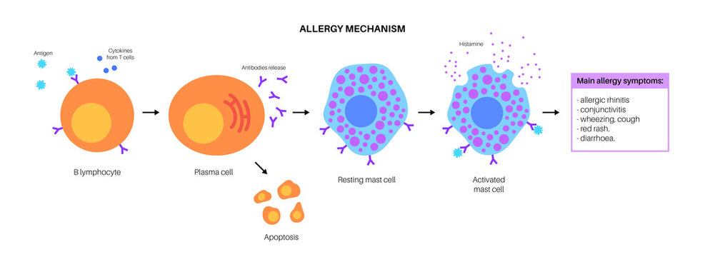Allergy mechanism diagram